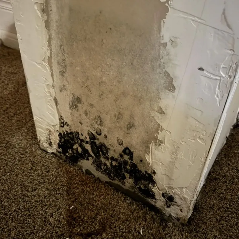 Professional Mold Removal in Pine Ridge, FL